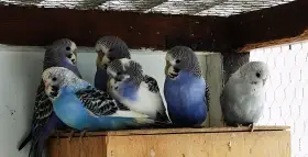 Andulka vlnkovaná 2025 po výstavních rodičích