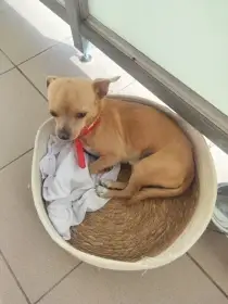 Krátkosrstá čivava Jerry