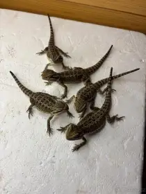 Prodám agamu vousatou