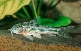 Pancéřníček C125 - Aspidoras spilotus