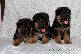 Štěňátka německého ovčáka s průkazem původu