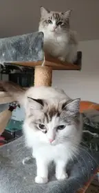 Kočičky ragdoll s PP