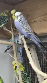 Andulky po výstavních rodičích