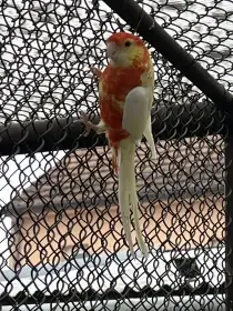 Rozela žlutolící lutino