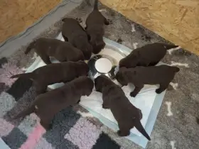 Nabízíme dva chlapečky a jednu holčičku čokoládového zbarvení Rare Rumi Pražský