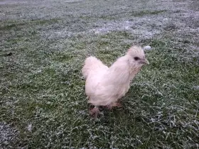 Hedvábnička velká vousatá bílá