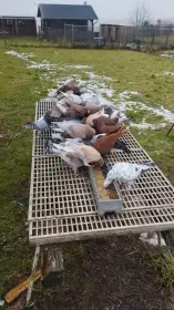 Prodej holubů masného typu