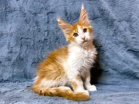 Mainská mývalí - kocourek s PP