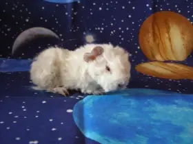 Morče,morčata Peruánec-Lunkarya z Registrované Chs