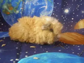 Billy Peruvian World