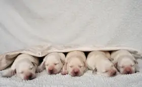 Labradorský retrívr s PP