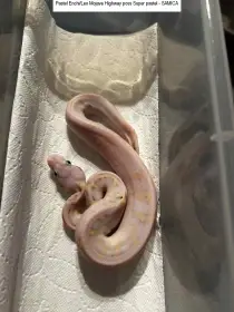 Python regius Ostrava 14/12