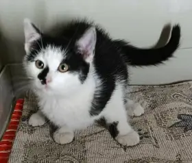 Kocourek Athos hledá nový domov