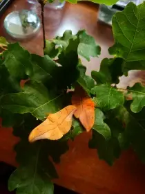 Cricula trifenestrata