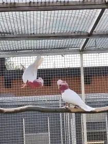 1,1 kakadu růžový lutino.