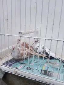 Holoubek diamantový - straky