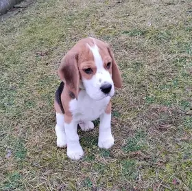 Prodám štěňátko bígla - beagle