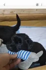 Štěňata Flanderský bouvier