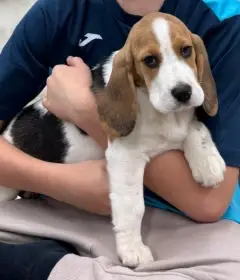 Bígl štěňátka s PP ihned k odběru