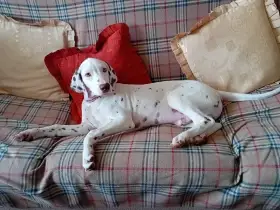 Dalmatin - štěňátko s PP FCI