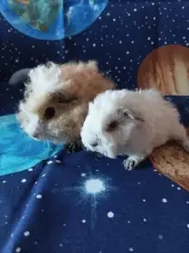 Morče,morčata z Registrované Chs