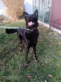 Pes po úmrtí panička aron