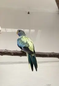 Daruji 0,1 neoféma modrohlavá loňská