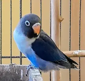 Agapornis skraboskovy