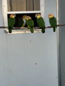 Prodám Amazónek bělobřichý