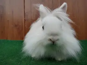 Zakrslý sameček s teddy genem