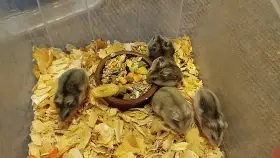 Křečík džungarský