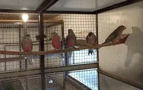 Prodám neoféma bourek