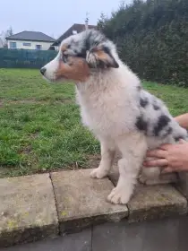 Chovatelská stanice nabízí štěňátka australských ovčáků s PP