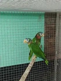 Amazoňan jamajský - Amazona collaria