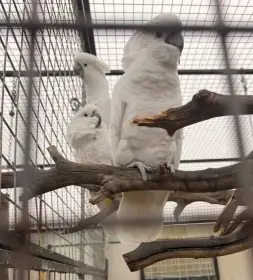 Prodám 2 samice r.2021