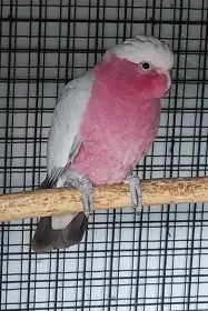 Kakadu růžový - samec