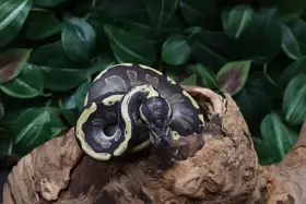 Krajta královská - samec - Ghi Mojave