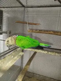 Amazoňan vějířový 1,0