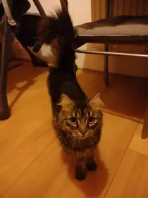 Darujeme naší kočičku do dobrých rukou