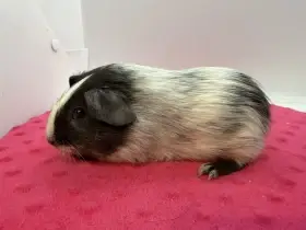 Morče hladke sameček dalmatin solid aguti blue/vanilla