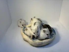 Křečík džungarský – mláďata s PP  CHS Roklinka