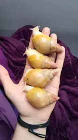 Lissachatina fulica full albino - africký šnek