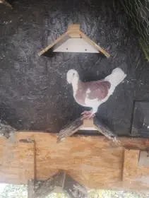 Německý výstavní Holub