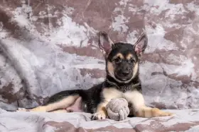 Peruánský naháč - osrstěný pejsek