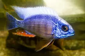 Protomelas steveni Taiwan Reef