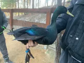 Indický běžec černě zbarvený