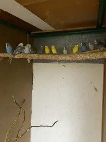 Prodám andulky vlnkované