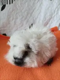 Morče,morčata Peruánec-Lunkarya z Registrované CHS