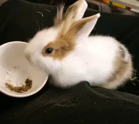 Prodám zakrslý králík kluk