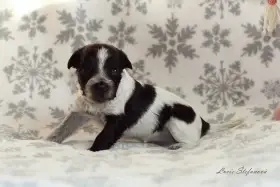 Štěňata Holandského ovčáckého pudla s PP